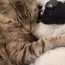 avatar Forgetful Hazelnut