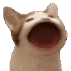 funnne2490