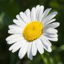romashkatea