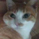 the_german_oskar