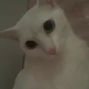 maspp