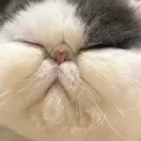 jeannyfox