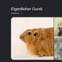 giyuuwyd