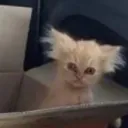 pradmeow