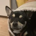 sebbog