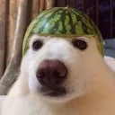 tersiltop avatar