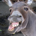 Donkey Bot