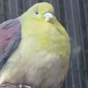 polonianova