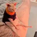 _uzl