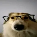 graviola_bito