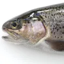 shave_ur_bumbas avatar