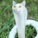 avatar zapaloshi