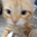 avatar Zombadee