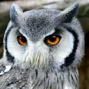 the_sowler_owl