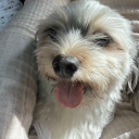 avatar ₊˚‧₊  ✶ Yaeko࣪ ! ‹3 ☾ ˖°