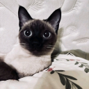 avatar koshaciyXVII.deb