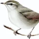yinggu6272