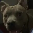 sentitopro