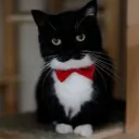 _average_human_ avatar