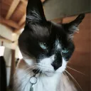 melicool45