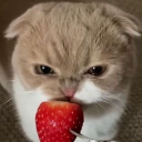 avatar lea𓍼ོ ˚⋆