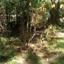 theforestsdescendant