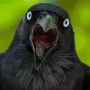 jayguevara