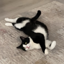 avatar (MERT)İN KARISI