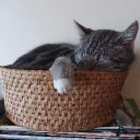 fragcat.