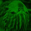 nuka.cola.quantum avatar