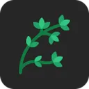 Thyme Dev