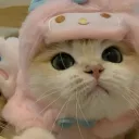 kitty_kcat