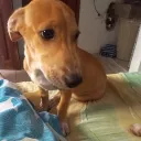 tompitito5583 avatar