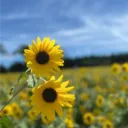 yellocrescent avatar