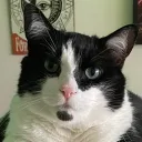 h_not_frens