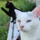 chaomittens