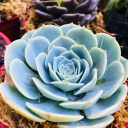 avatar ichigo 🗕 🗗 🗙