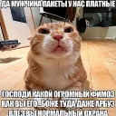 kot_dolg