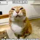 kot_dolg