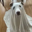 derkells