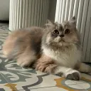 handsomecat1313