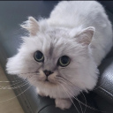 andamsu의 크리에이터 아바타 | 로블독