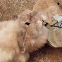 rabbit.ak.1021