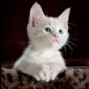 ayush_frrr