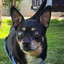 skylardog5700