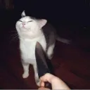 shovel_beater avatar