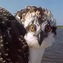 birdbrain9859