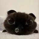 bluetortilla