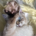 Discord Avatar
