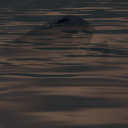 avatar probably not khya